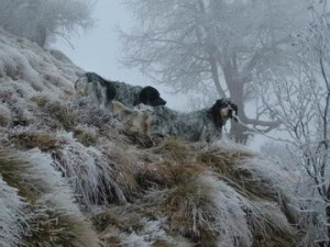 7-Una-fredda-mattina-in-montagna-con-i-miei-cani-Domenico-Pensa_large