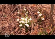 Caccia ed ecologia due mondi integrati