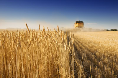 Harvest time