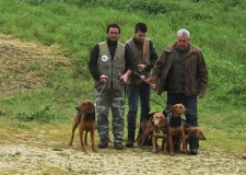 Mute di cani pronti