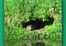 Nutrie: un problema da risolvere alla radice. Presto un tavolo Regione -agricoltori.