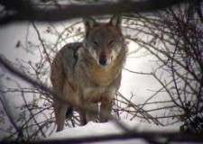 Regione Liguria: per i danni provocati dai lupi e cani inselvatichiti non devono pagare i cacciatori.