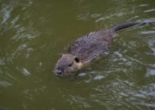 nutria