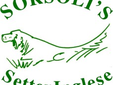 Sorsoli’s- Allevamento  di Setter Inglese