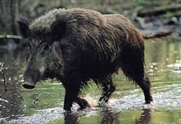 SCARICA GIOCHI CACCIA AL CINGHIALE DA