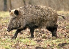 Cinghiali caos censimenti – a Brescia resta ferma la stagione venatoria