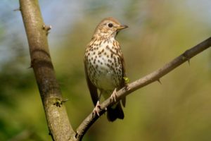 Caccia – lo studio shock dell’Università di Milano