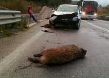 Incidente d'auto provocato da cinghiali