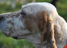 Addestramento cani in TV – una giornata con Pierluigi Sorsoli