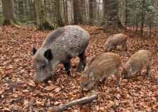 Parco Alta Murgia -Nuovo Piano di Gestione per il Cinghiale