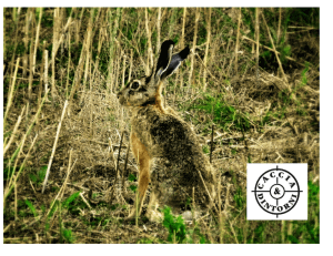 ATC UNICO di BRESCIA  : tutte le catture delle lepri