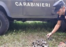 Bracconieri all'opera fermati sorpresi dai Carabinieri Forestali durante alcuni controlli sui monti del bresciano.