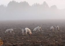 ATC UNICO BRESCIA - chiuso il prelievo della lepre