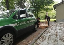 Nuova operazione CC Forestali - Traffico di animali selvatici, cinque arrestati dai Carabinieri Forestali di Vobarno
“Confermata la presenza di una rete criminale nel bresciano”