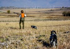 Cinofilia   la ferma e il consenso