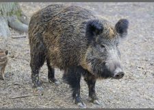 Cinghiale: Tra Eradicazione e Equilibrio
