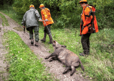 CONARMI  Salvaguardia della Fauna selvatica  - Corsi On Line