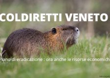 Nutrie – In Veneto mozione per risorse e interventi