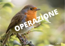 Operazione Pettirosso : ancora accanimento sulla caccia da capanno e sui richiami vivi