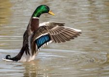 Decreto ASSET/caccia - limitati i divieti all'utilizzo delle cartucce con piombo