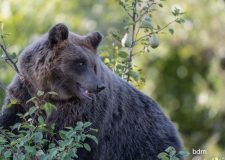 Orso Marsicano tra verità e mistificazioni