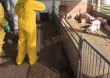 Peste Suina africana: allevamento contaminato