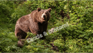 Fugatti a giudizio: L’attacco di Brambilla