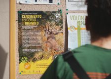 Foreste Casentinesi – censimenti cervo e lupo