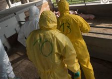 PSA :  ANCHE EUROPA APPROVA STRATEGIA PER FARE MURO CONTRO IL VIRUS