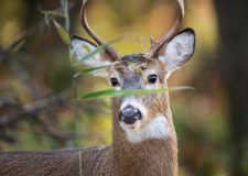 Delta del Po: dilagano le specie invasive