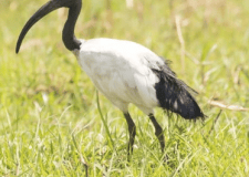 Anche l’IBIS Sacro in deroga in Lombardia