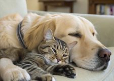 Dai figli ai cani – il suicidio culturale