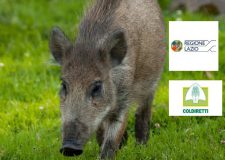 Lazio: diventa realtà il controllo sul cinghiale