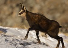 Impatto degli Ungulati Selvatici sui Sistemi Socio-Ecologici