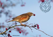 AEA – La caccia impatto bassissimo sulla biodiversità
