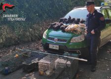 Vallio Terme: Carabinieri Forestali deferiscono bracconiere