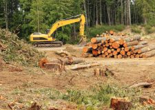 Deforestazione UE : Voto per il Rinvio. Passa l’Asse PPE-Destre