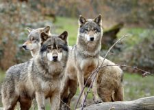 Ticino Regola i Lupi: OK Federale per il Branco “Aspra”