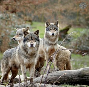 Lupi in Italia: Oltre 1.600 Morti in Cinque Anni