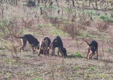 Evoluzione morfologica e funzionale del Segugio Italiano