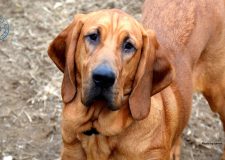 GPS per cani: Segugio sempre rintracciabile