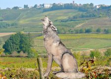 Lupi in Oltrepò: La Festa è Servita, E Che Cibo!
