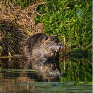Emergenza Nutrie a Ferrara: Il Piano 2025