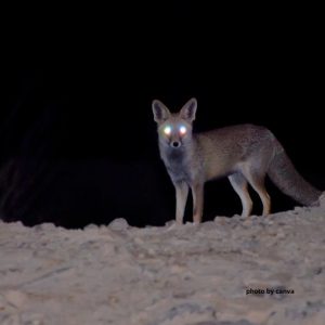 Caccia Notturna: Visori e Legge Italiana