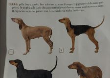 SEGUGIO NERO FOCATO- TESTA GIALLA-TESTA ROSSA