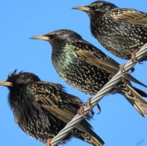 Sicurezza Nazionale: il Viminale si arrende agli storni