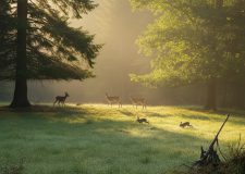 Bruzzone: «Chiarezza sul piano UE per la natura»