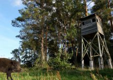 Cinghiale: "braccata" o "selezione" ?