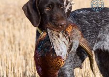 La Scienza dietro il Prelievo: Come si gestisce la Natura