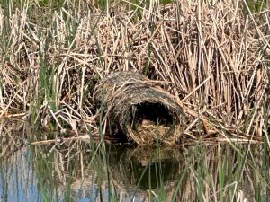Progetto Mallard: la “Culla” dei Germani Reali